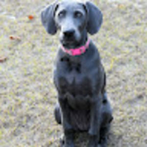 Meet your Posher, Sm